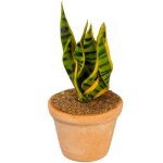 Grünpflanze Sanseveria